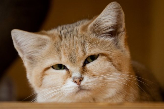 барханный кот
