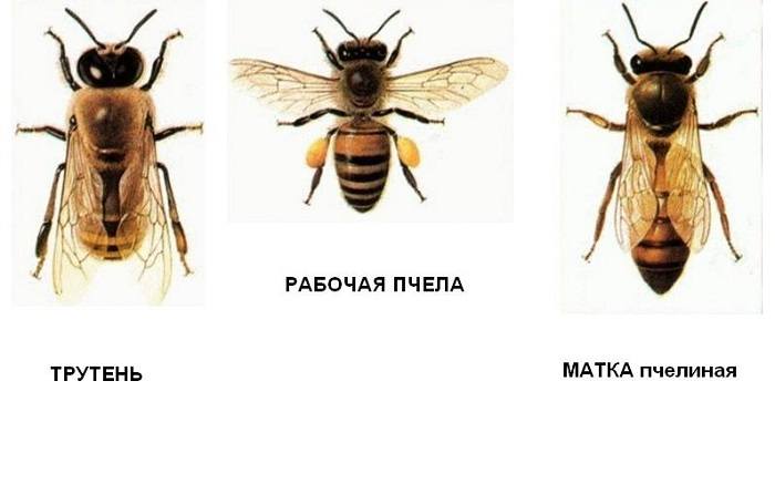 трутень, матка рабочая пчела