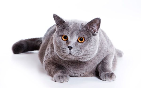 Уверенный кот
