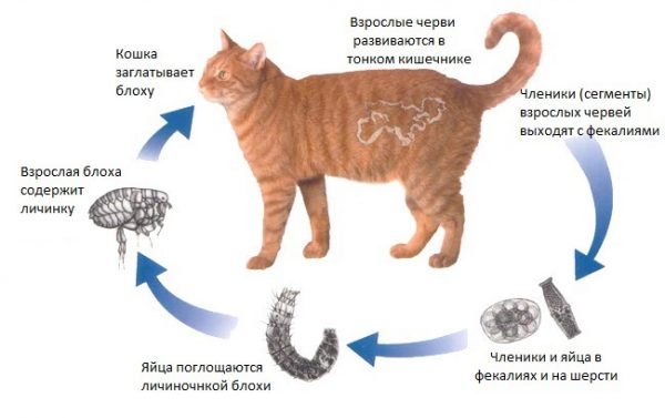 Заражение кошки ленточными червями (цестодоз)